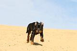 ROTTWEILER 080